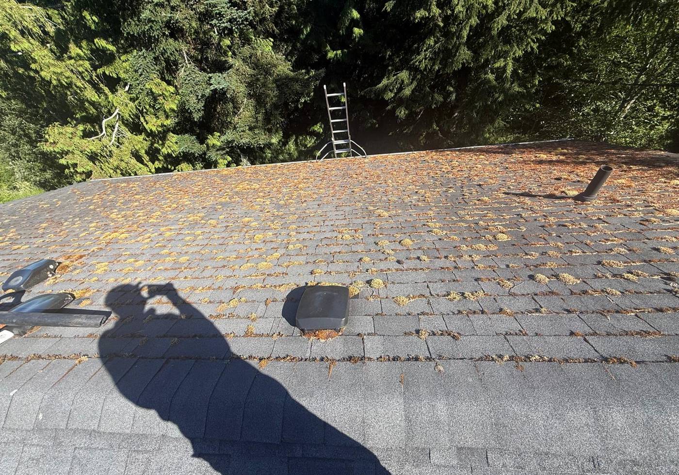 Asphalt shingle roof covered in thick moss before cleaning